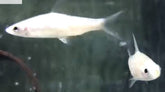 PLATINUM DENISON BARBS (PLATINUM ROSELINE SHARK) 3-3.5 INCHES
